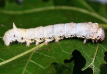 蚕宝宝长什么样子