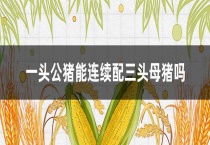 一头公猪能连续配三头母猪吗？