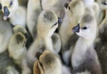 正宗狮头鹅苗哪里有售