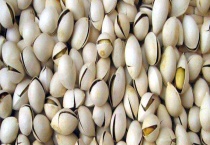 开心果产地在哪 附开心果的品种介绍