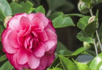 茶花开花掉叶怎么办？