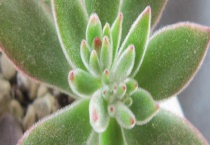 锦晃星叶片化水怎么办？