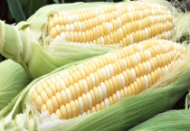 甜玉米可不可以生吃 有那些种类
