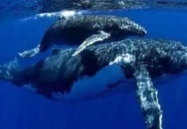 蓝鲸和座头鲸的区别？有哪些？