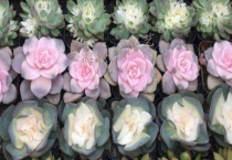 多肉药锦会如何退锦