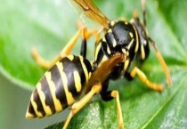 黄蜂 是什么？