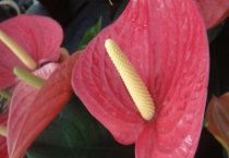 粉掌换盆的步骤