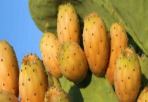 常见植物的自我保护方法 详细介绍