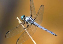 蜻蜓是益虫它会干什么？