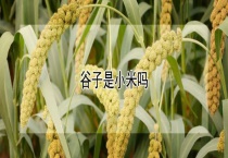 谷子是小米吗？