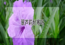 翠芦莉耐寒吗？