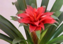 凤梨花怎么浇水视频