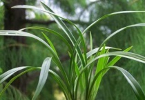 柳树条泡水能浇兰花吗？