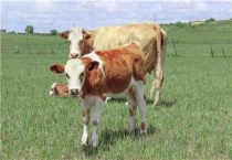 牛犊子拉稀特别厉害怎么办？