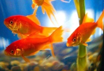 鱼吃生米还是熟米