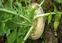 地蔓菁种植多久？