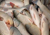 四季钓草鱼饵料配方大全 附具体配比