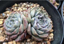 海琳娜多肉为什么贵