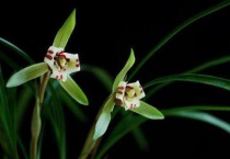 梅雨季节兰花怎么养