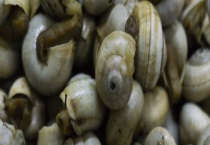 福寿螺和田螺的区别？ 区分田螺和福寿螺的错误多久？