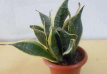 虎皮兰能插活吗？