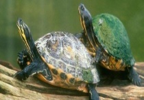 乌龟的过冬方法 养龟有哪些注意事项