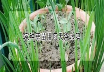 家种蒜苗用每天浇水吗？