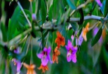 枸杞什么时候开花 附泌蜜条件