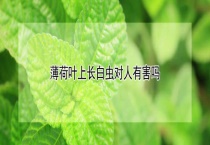 薄荷叶上长白虫对人有害吗？
