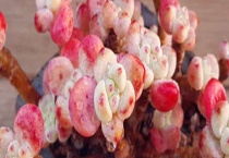 罗琦和劳尔的区别？