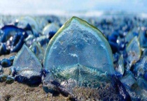 帆水母有毒吗 附帆水母的生活习性