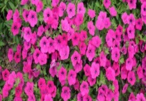 矮牵牛怎么开爆盆 注意不能喷药杀灭虫害