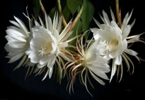 昙花为什么白天开了