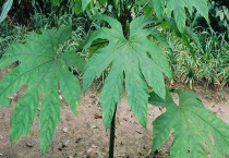 通草与通经草的区别？ 通草的种植多久？