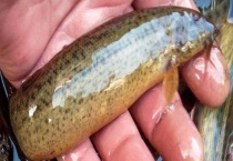 泥鳅吃什么食物？附其生活习性