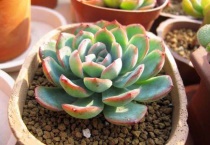 旭鹤多肉植物怎么养植