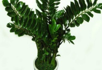 金钱树的繁殖多久？