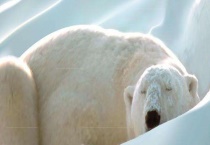 熊是怎么过冬的 为什么要冬眠