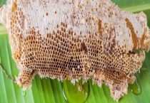 最快找到野生蜜蜂窝的方法 详细介绍