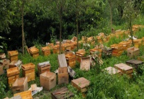 中蜂用什么蜂箱养最好 中蜂标准箱有什么优点