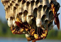 胡蜂蜇人怎么办 附注意事项