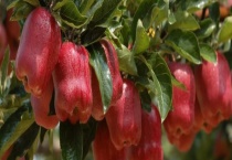 花牛苹果和蛇果有哪些不同 附花牛苹果和蛇果的基本介绍