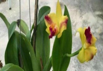 万代兰和千代兰的区别？