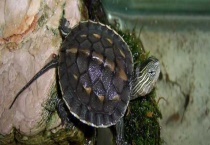 花龟是如何过冬的 花龟怎么养