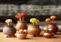 多肉老桩可直接上盆吗？