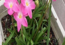 风雨兰开花有毒吗？