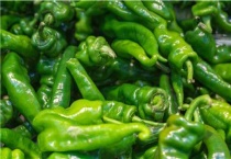 辣椒种子消毒催芽多久？