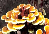 过期了的灵芝还能食用吗 食用过期食品有哪些坏处