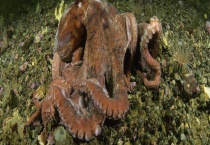 八爪鱼和章鱼有什么不同 章鱼有哪些特点