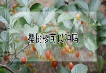 樱桃核可以种吗？